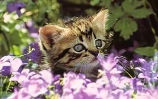 Облегчить симптомы аллергии можно Кошки и другие животные