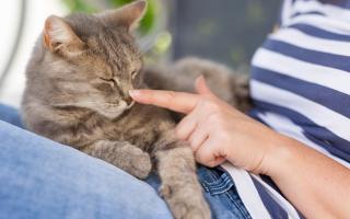 Как успокоить кошку во время течки: капли и другие лекарства