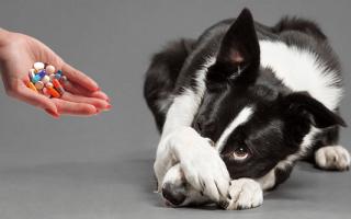 Как определить и лечить синдром Кушинга у собак: виды болезни, первые симптомы, терапия и прогноз для питомца